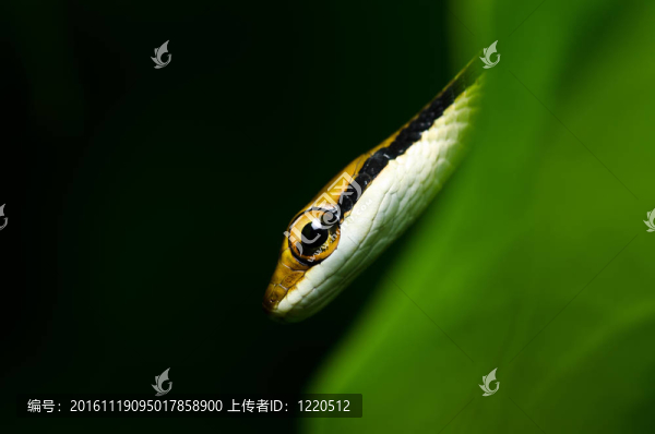 綠色小蛇-匯圖網(wǎng) www.fosd68.com 綠色小蛇