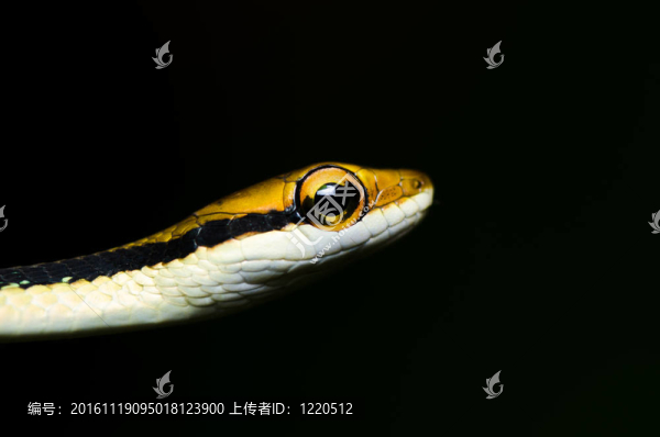 綠色小蛇-匯圖網(wǎng) www.fosd68.com 綠色小蛇