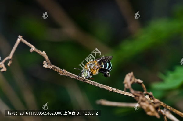 Amegilla,zonata在綠色的大自然