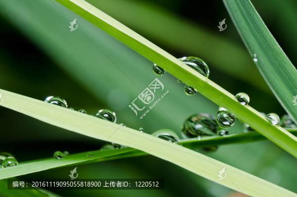 新鮮水滴在綠色自然