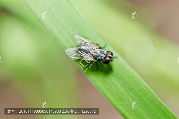 飛翔在綠色的大自然里