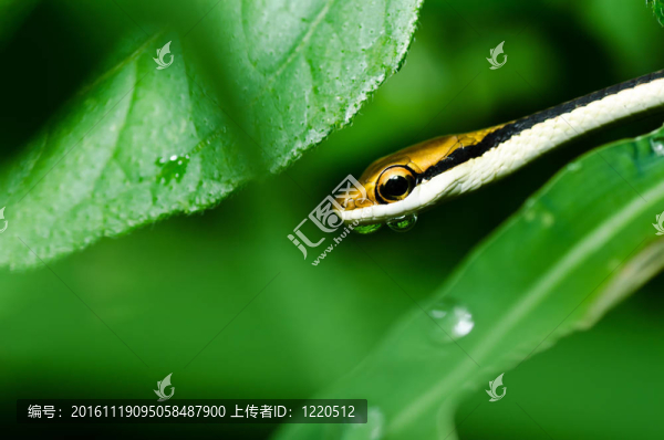 綠色小蛇