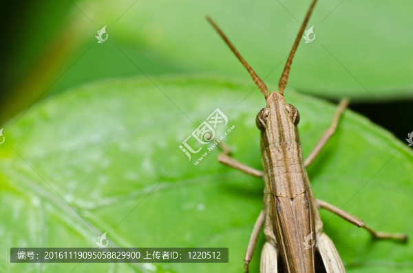 水果文件或綠色環(huán)?；ɑ軝n案