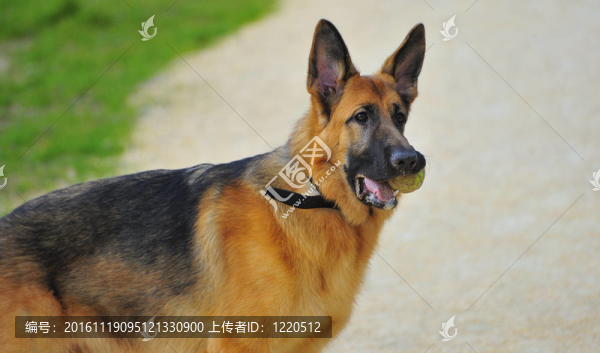 德國牧羊犬