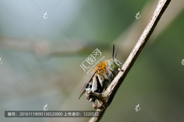 Amegilla,zonata在綠色的大自然