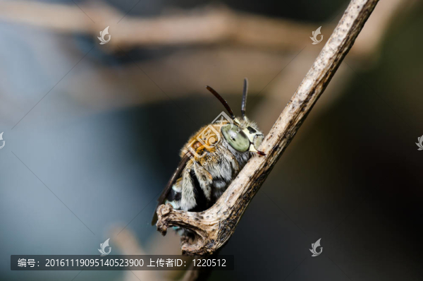 Amegilla,zonata在綠色的大自然