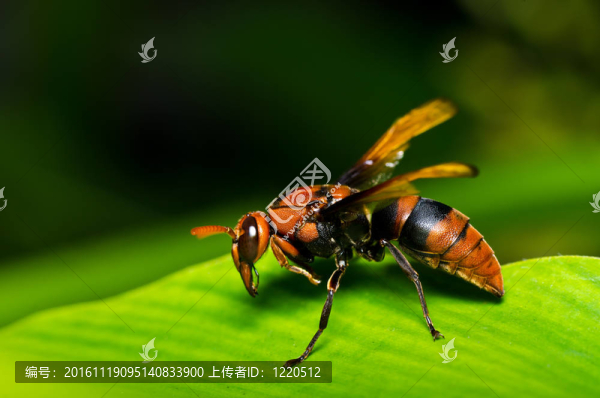 黃蜂在綠色的大自然或在花園里