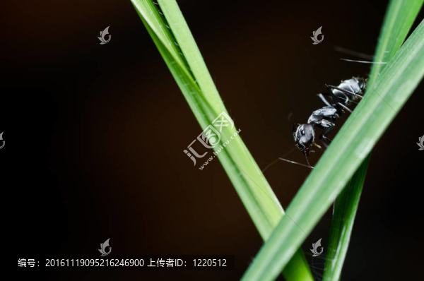 綠色自然中的黑螞蟻