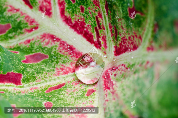 新鮮水滴在綠色自然-匯圖網(wǎng) www.fosd68.com 新鮮水滴在綠色自然