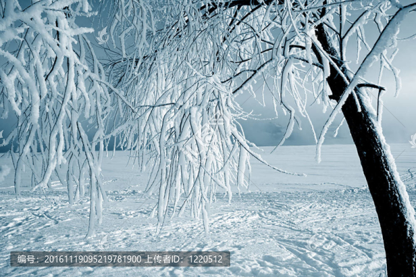 樹枝在雪中
