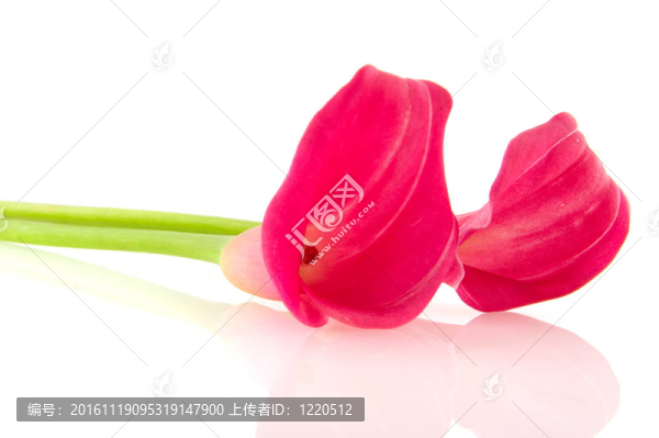 馬蹄蓮