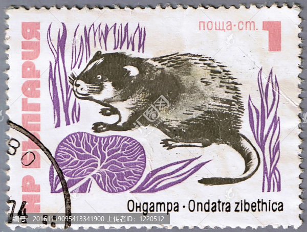 麝鼠-匯圖網(wǎng) www.fosd68.com 麝鼠