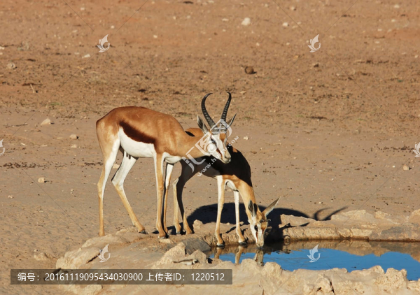 跳羚羚（Antidorcas,marsupialis）