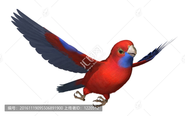 Crimson,Rosella,Parrot在飛行中