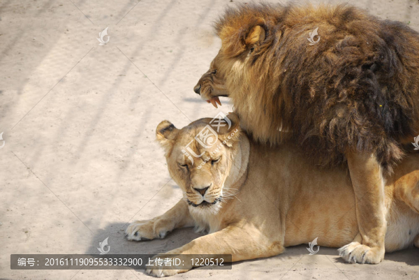 獅子
