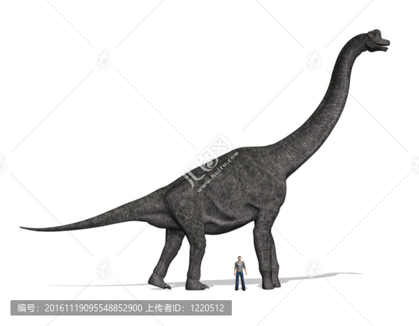 腕龍的大小進(jìn)行比較的人