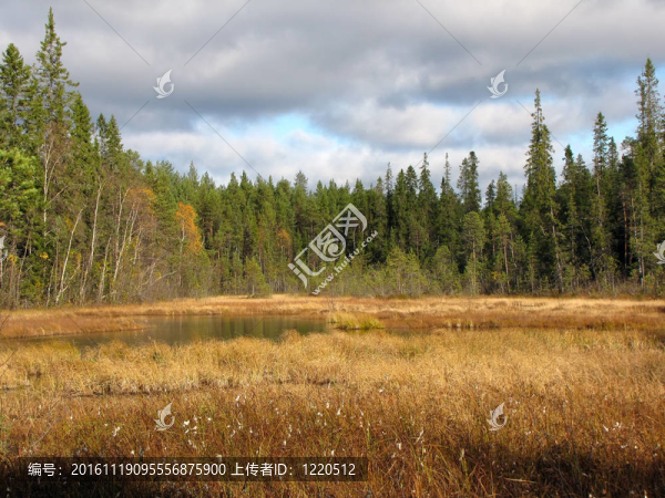 美麗的秋天的林地場景