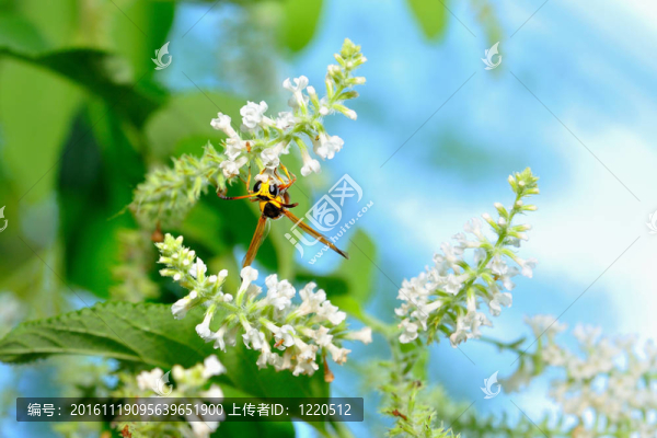 蜂取食花蜜
