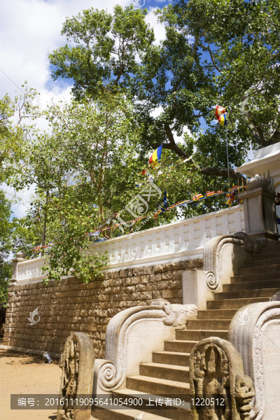 神圣的菩提樹；阿努拉德普勒；斯里蘭卡