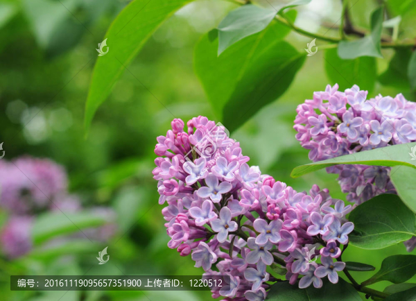 Syringa盛開在投標(biāo)日五月
