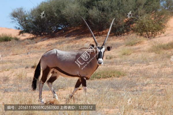 南非長角羚（Oryx,gazella）