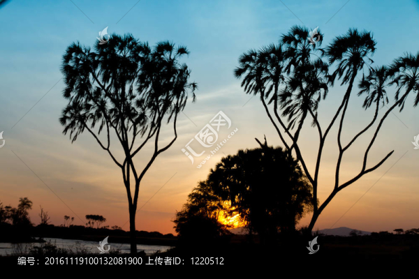非洲的日出的手掌