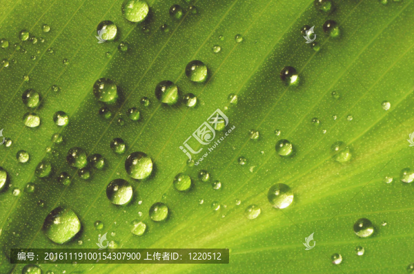 樹(shù)葉上的雨滴