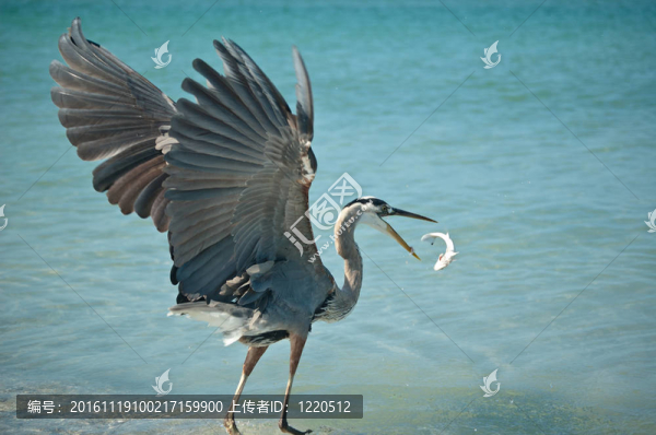 大藍(lán)鷺扔魚在空中