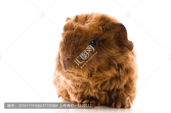 寶貝豬豬
