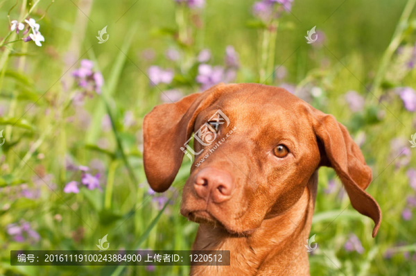 靠近一個野花維茲拉犬