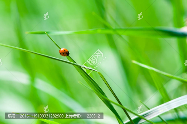 小瓢蟲-匯圖網(wǎng) www.fosd68.com 小瓢蟲