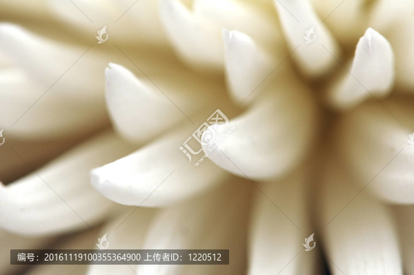 近白菊花
