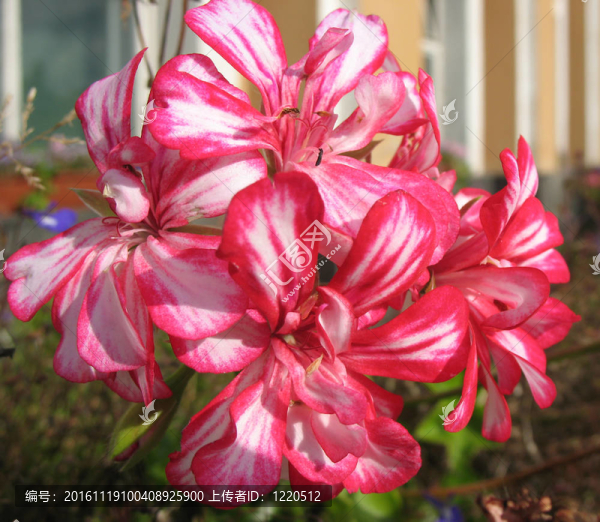 蔓性天竺葵-匯圖網(wǎng) www.fosd68.com 蔓性天竺葵