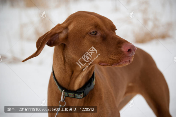 維茲拉犬的狗在冬天