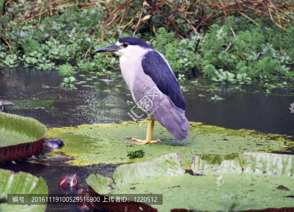 black-crowned,night-heron-匯圖網(wǎng) www.fosd68.com black-crowned,night-heron