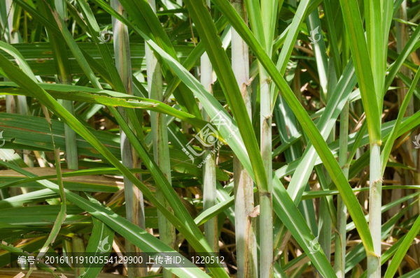在一個(gè)種植園的甘蔗-匯圖網(wǎng) www.fosd68.com 在一個(gè)種植園的甘蔗