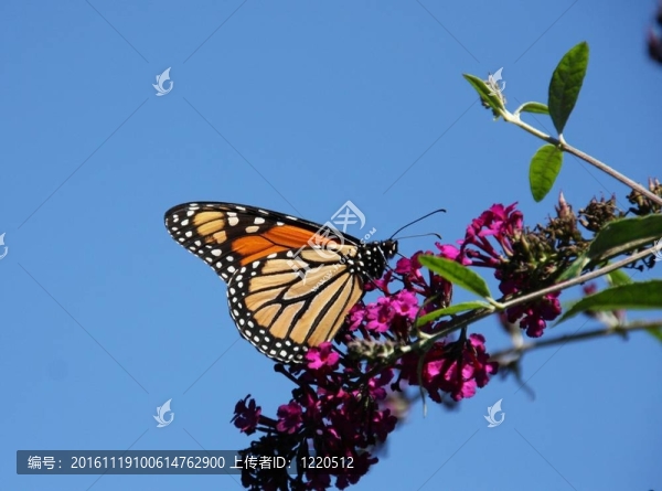 Butterfly,Bush帝王蝶
