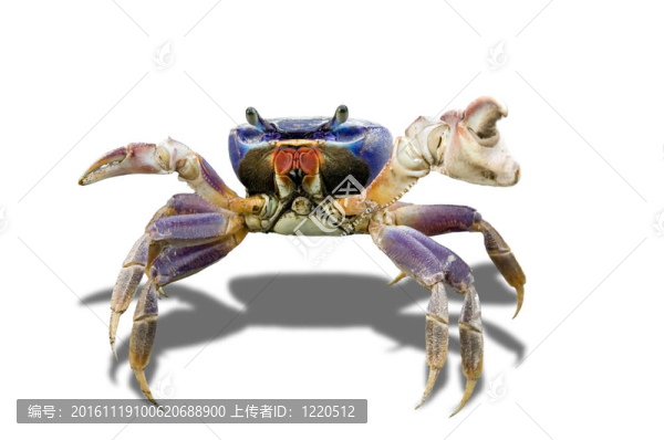 蟹