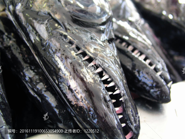 死魚