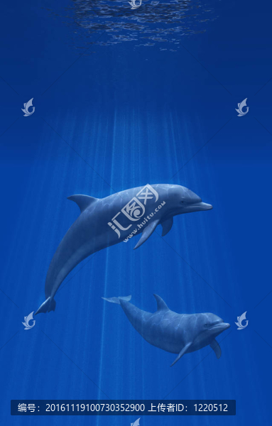 海豚的海底