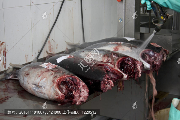 在魚店切一條鮭魚