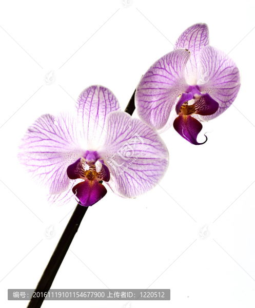 粉紅色的蘭花