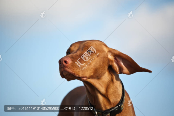 維茲拉犬的狗在一個(gè)刮風(fēng)天-匯圖網(wǎng) www.fosd68.com 維茲拉犬的狗在一個(gè)刮風(fēng)天