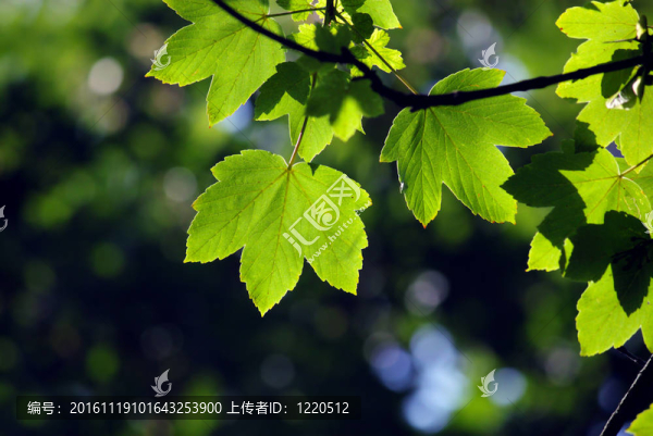 綠色的楓葉