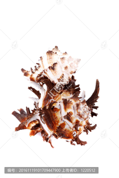 海海扇殼