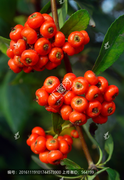 紅豆