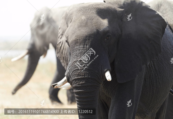 非洲象-匯圖網(wǎng) www.fosd68.com 非洲象