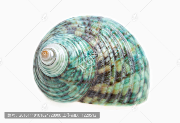 海貝殼