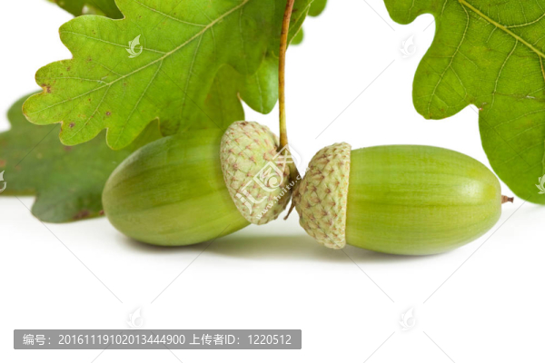 兩個綠色的橡子果實(shí)。