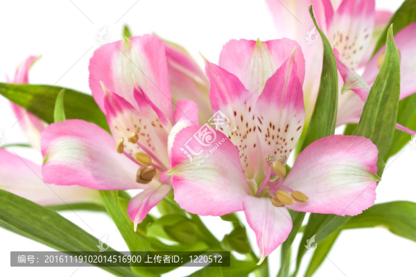 Alstromeria